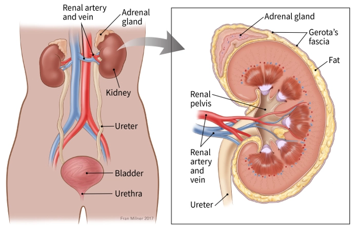 kidney