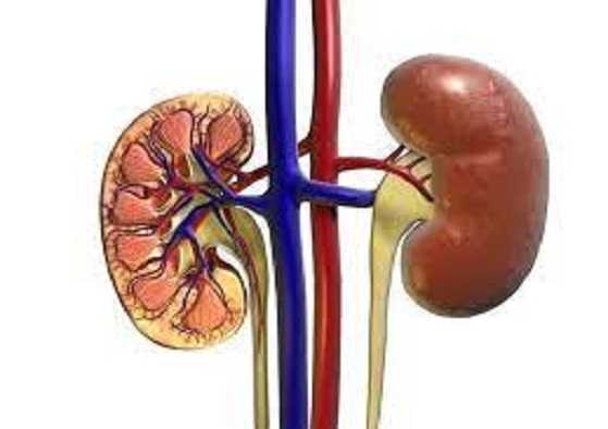 kidneys b