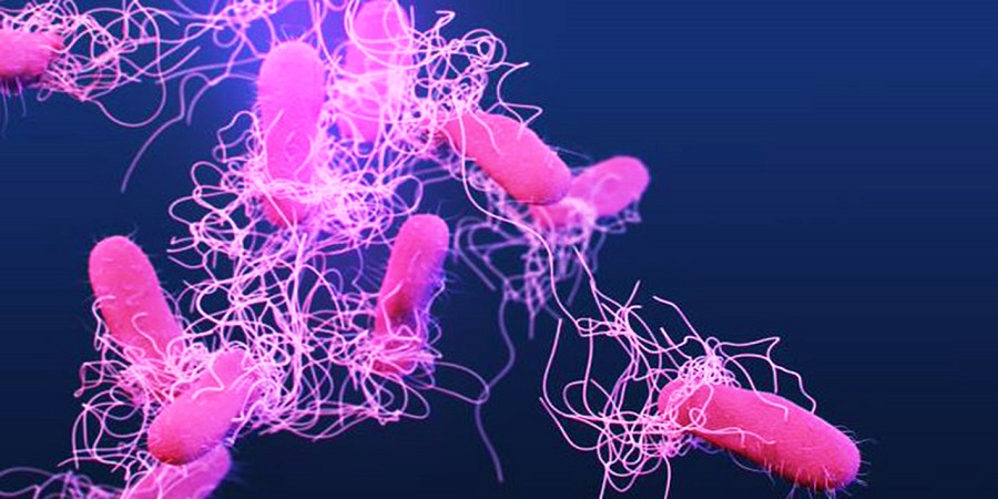 salmonella a