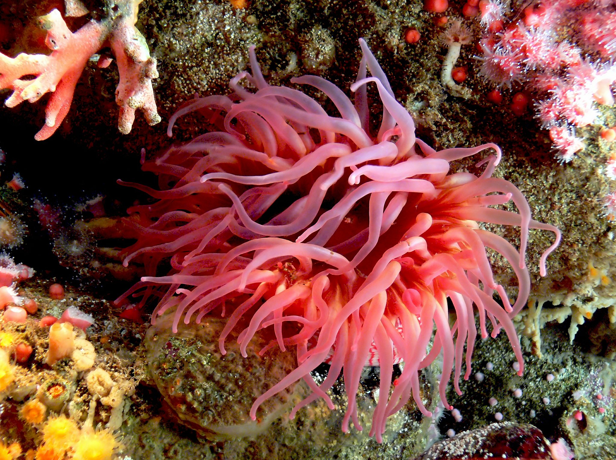 thalassa anemoni