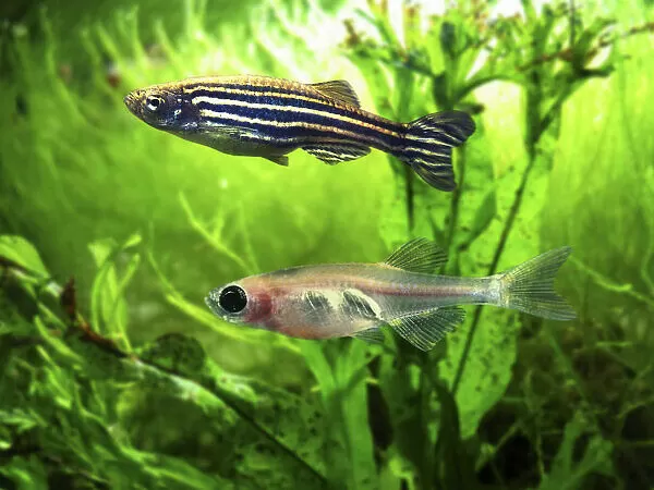 zebrafish w