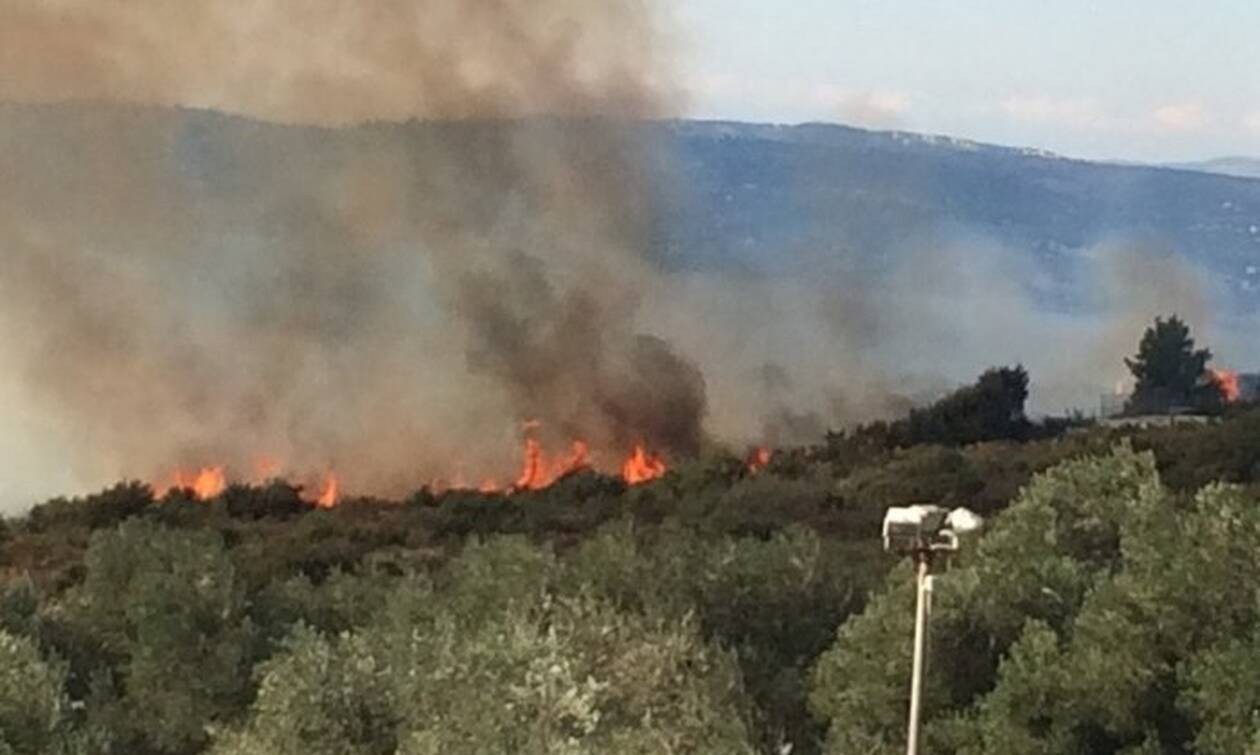 fotia kefalonia