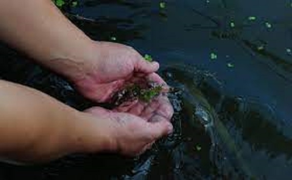 vibrio vulnificus a