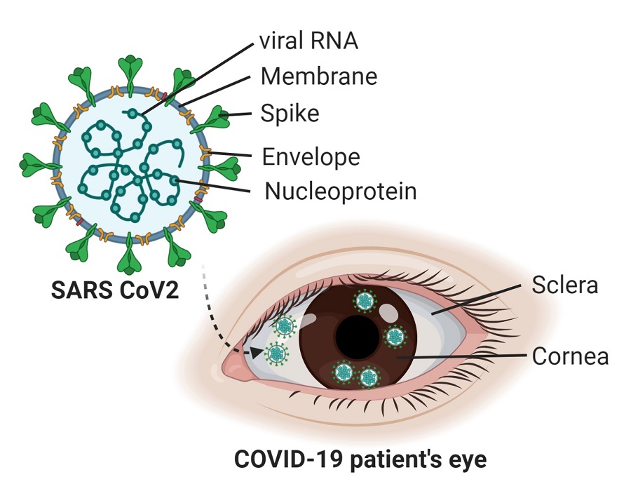 covid b 2