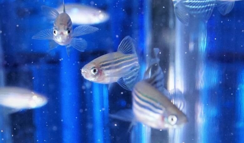 zebrafish