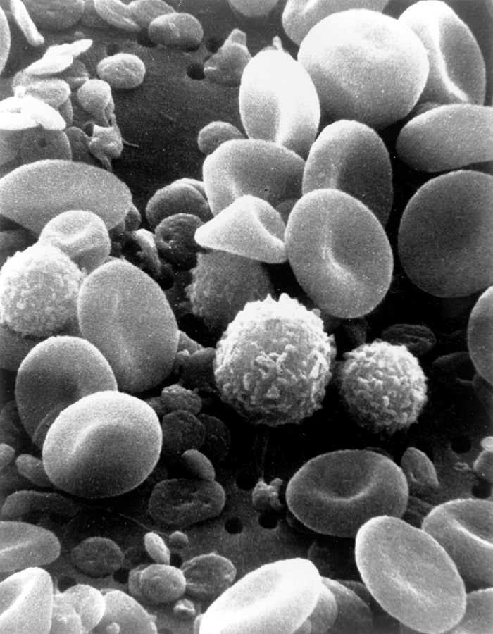 blood cells