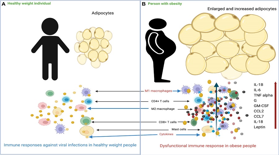 covid obesity