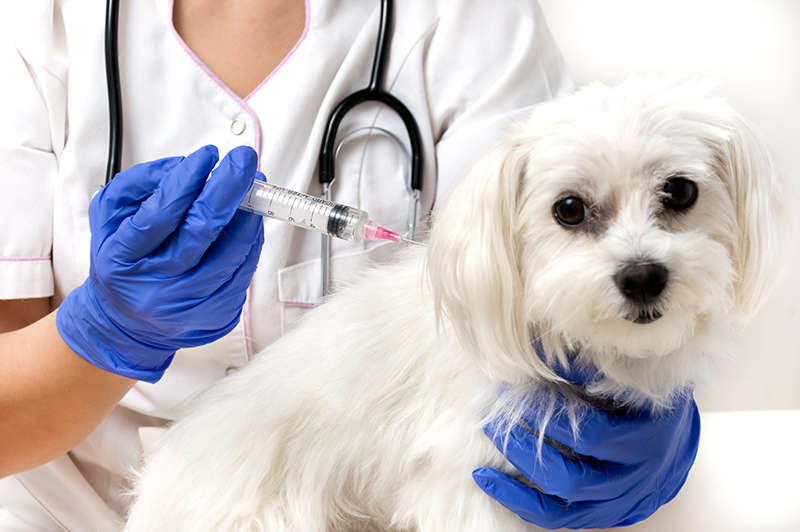 pet vaccinations featured