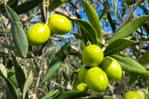 Φίλοι του εντέρου: Τα προβιοτικά των ελιών