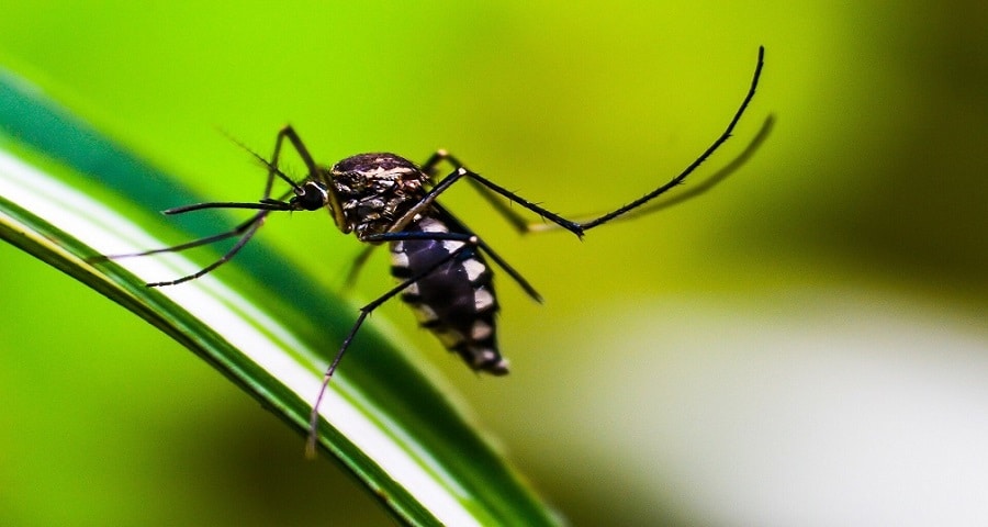 malaria 1