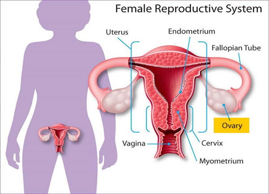 female reproductive system