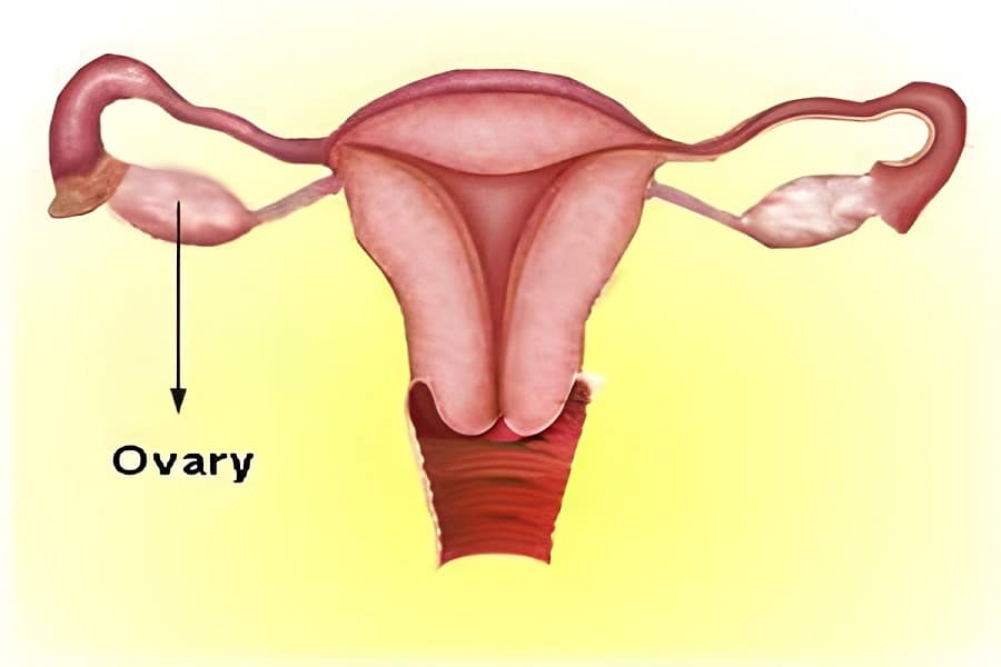 ovary b