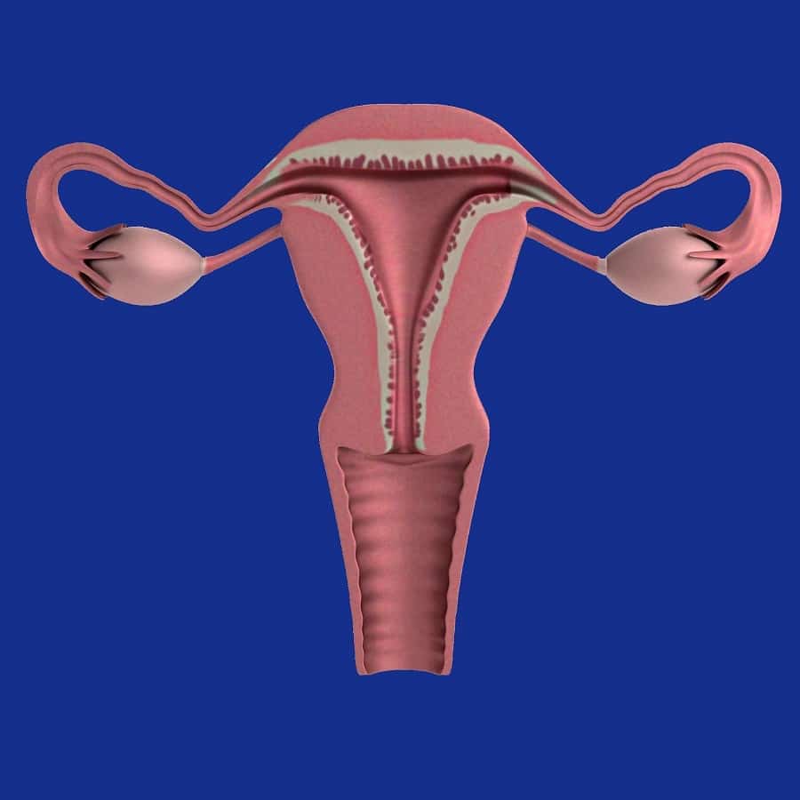 ovary