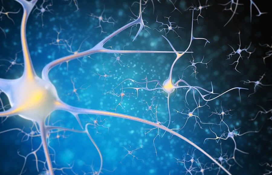 neurones sinapseis
