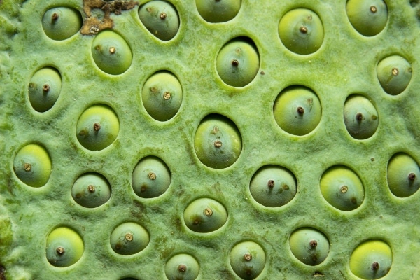 trypophobia 2