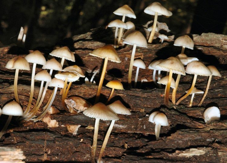 1 mushrooms