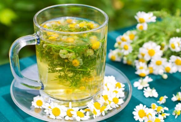 chamomile e1695711781327