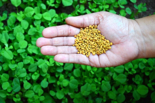 fenugreek2reasy