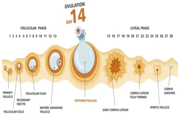 ovulation2ready