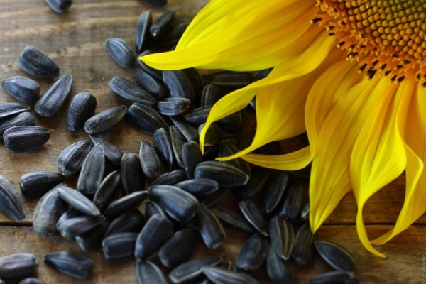 sunflower seeds