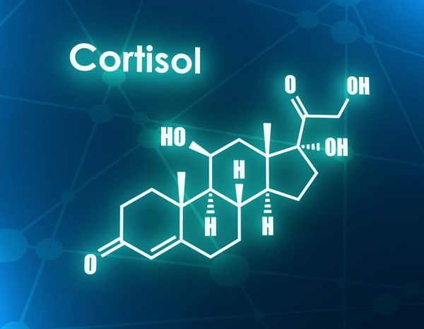 cortisol 1024x796 1 e1676049448672