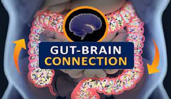 gut brain