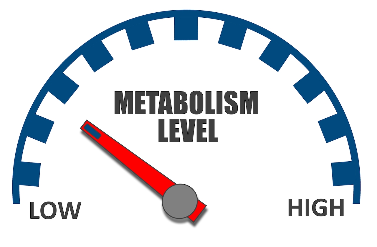 metabolism