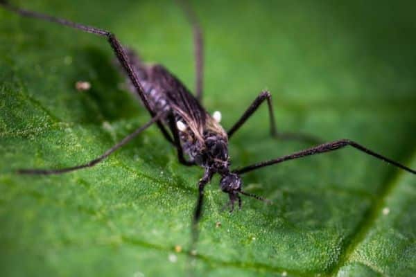 kounoupi aedes